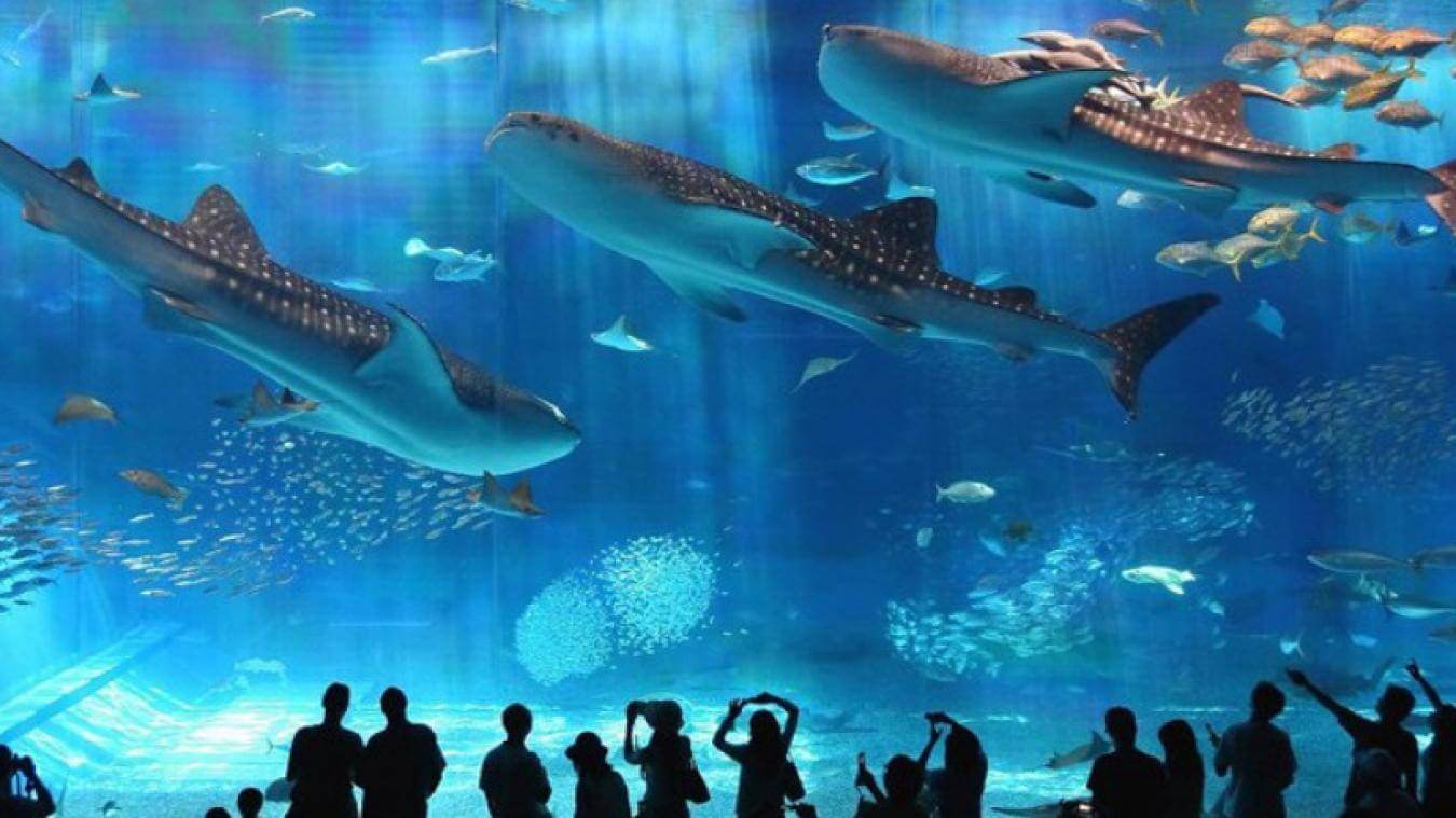 Hurghada Aquarium & Marine Museum